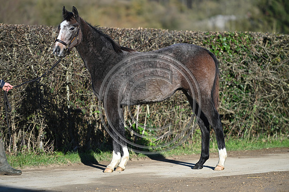 Foal_Selwood_PN5