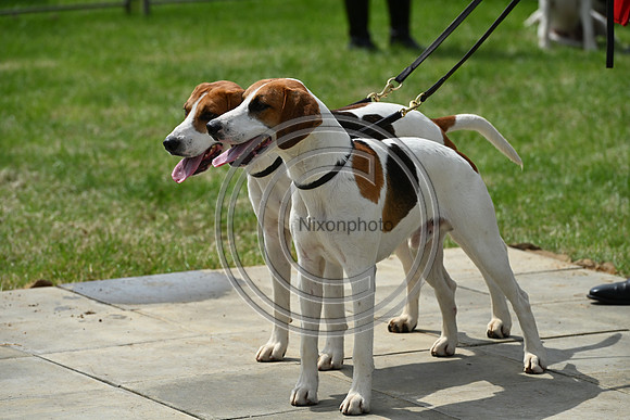 Festival of Hounds 2024