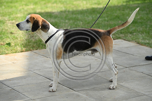 Festival of Hounds 2024