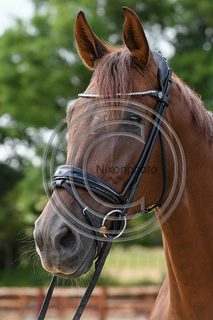Collective Equestrian