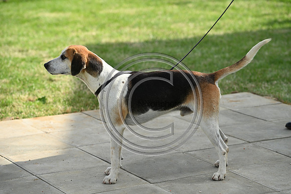 Festival of Hounds 2024