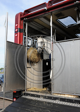 OlympicHorses_08KH273