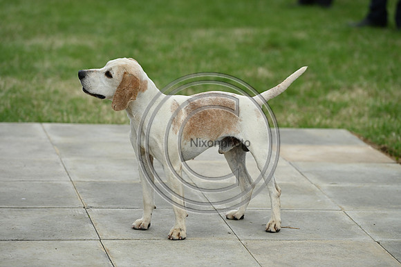 Festival of Hounds 2024