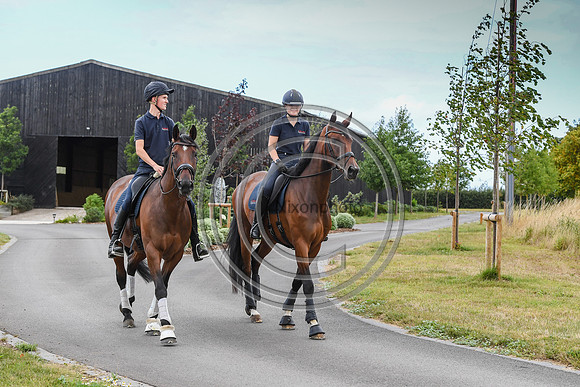 Collective Equestrian