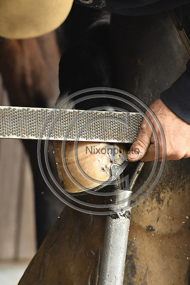 Nigel Perrott_Farrier_PN20_51845
