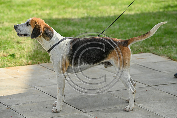 Festival of Hounds 2024