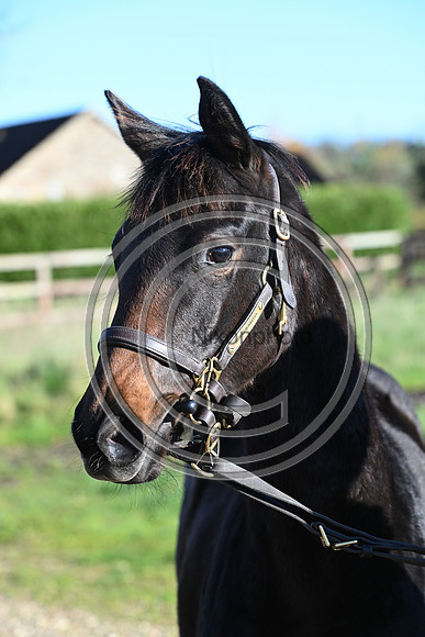 Foal_Selwood_PN90