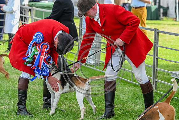 Festival of Hounds 2024