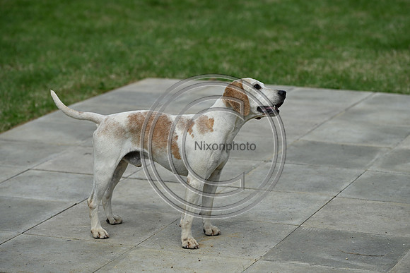 Festival of Hounds 2024