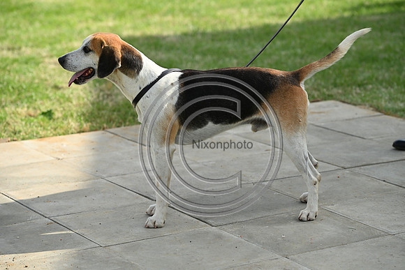 Festival of Hounds 2024