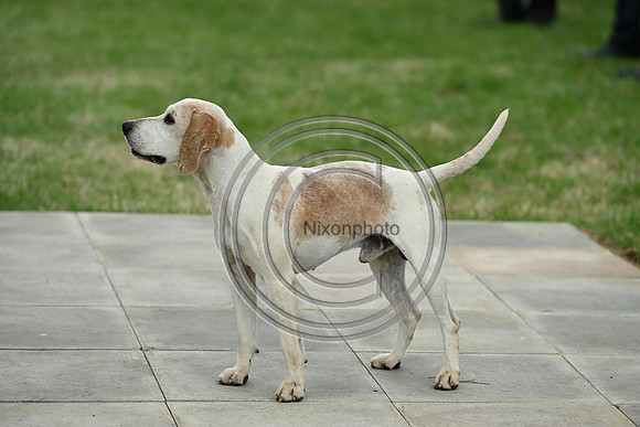 Festival of Hounds 2024