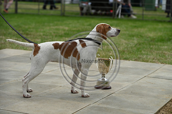 Festival of Hounds 2024