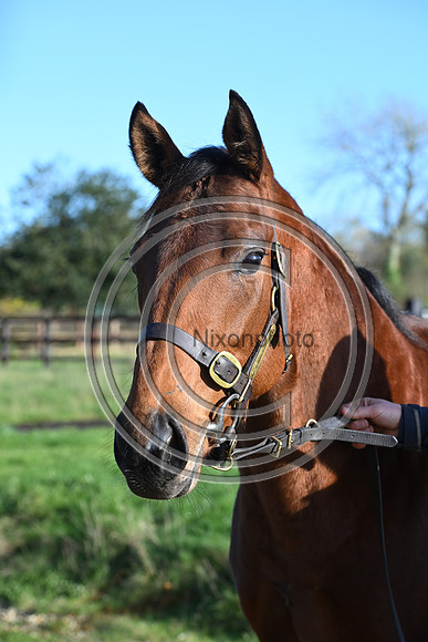 Mare_Selwood_PN77