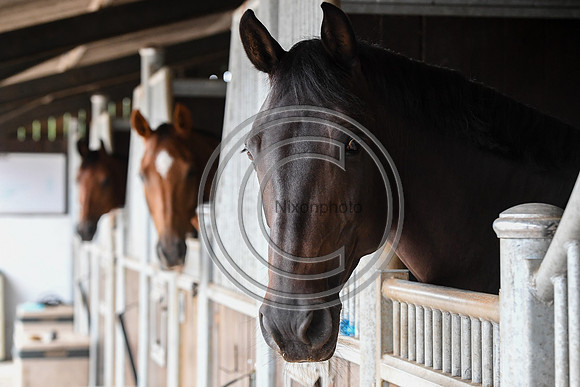 Collective Equestrian