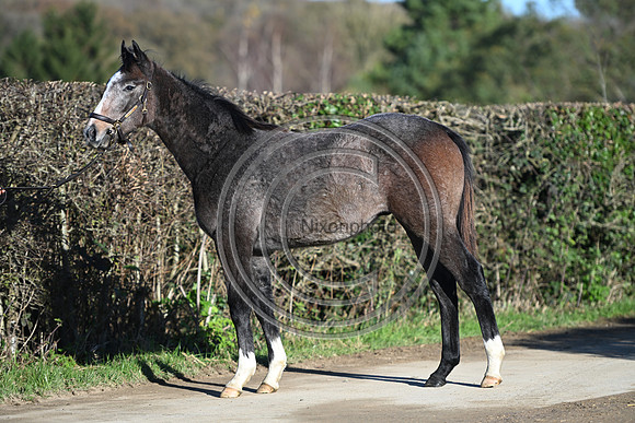 Foal_Selwood_PN3