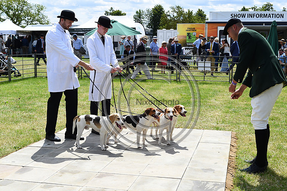 Festival of Hounds 2024