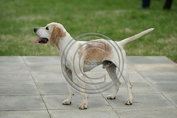 Festival of Hounds 2024