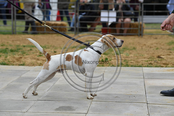 Class01_Beagles_FofH_PN23_79445