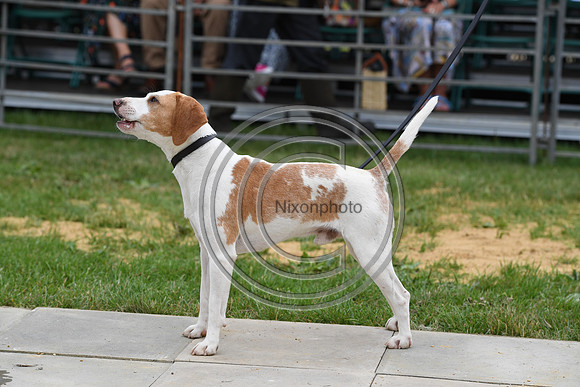 Class02_Beagles_FofH_PN23_79457