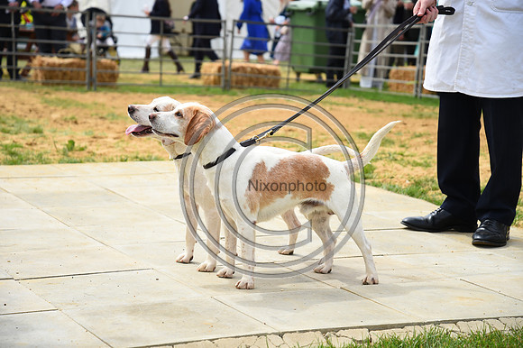 Class04_Beagles_FofH_PN23_80955