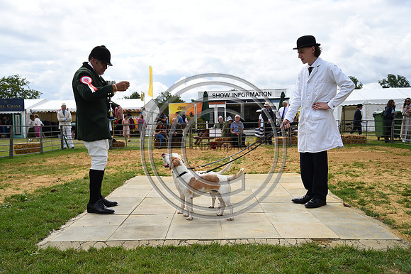 Class04_Beagles_FofH_PN23_80943