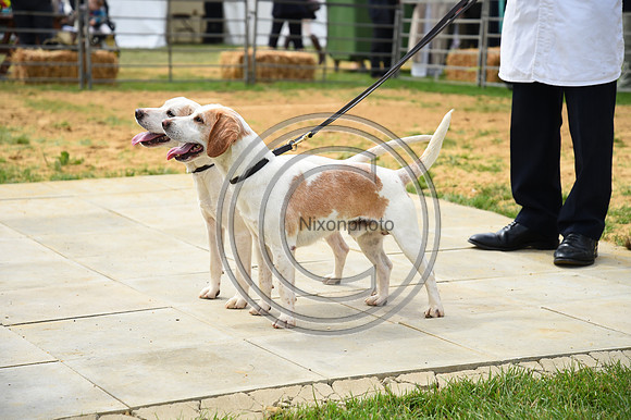 Class04_Beagles_FofH_PN23_80951