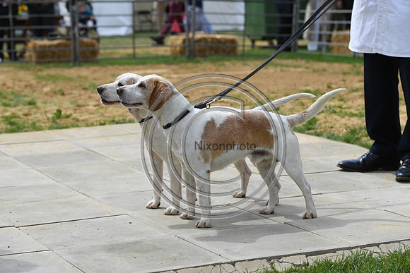 Class04_Beagles_FofH_PN23_81046