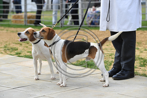 Class04_Beagles_FofH_PN23_81048