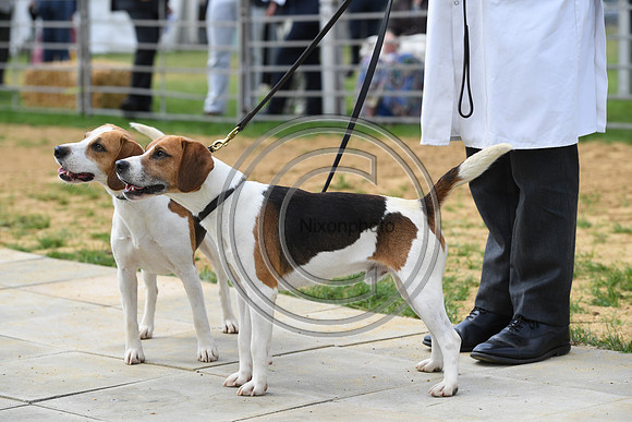 Class04_Beagles_FofH_PN23_79790