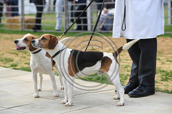 Class04_Beagles_FofH_PN23_79792