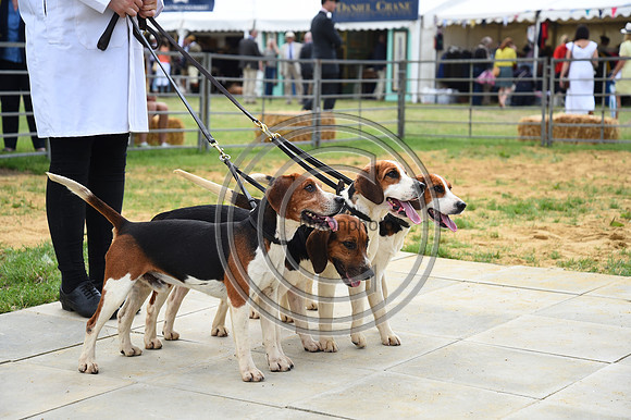 Class05_Beagles_FofH_PN23_80964