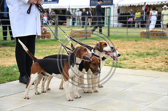 Class05_Beagles_FofH_PN23_80965