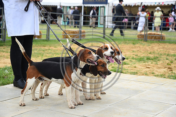 Class05_Beagles_FofH_PN23_80967