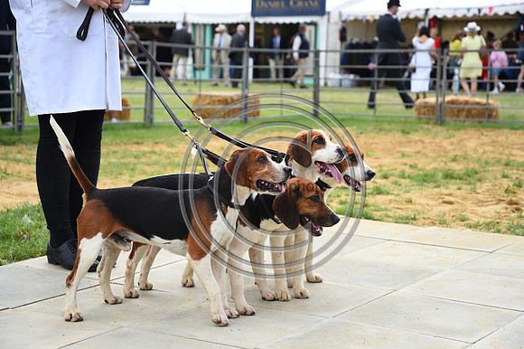 Class05_Beagles_FofH_PN23_80970