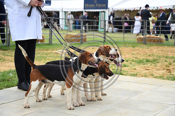 Class05_Beagles_FofH_PN23_80975