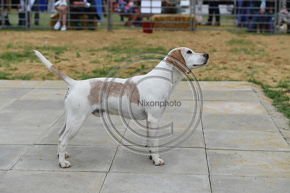 Class06_Beagles_FofH_PN23_81050