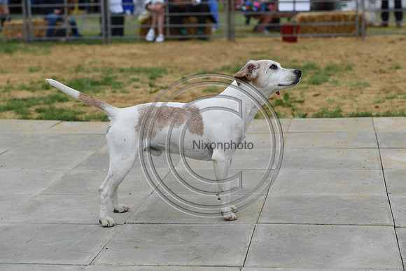 Class06_Beagles_FofH_PN23_81051