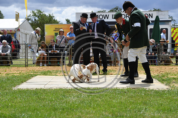 Class08_Beagles_FofH_PN23_79660