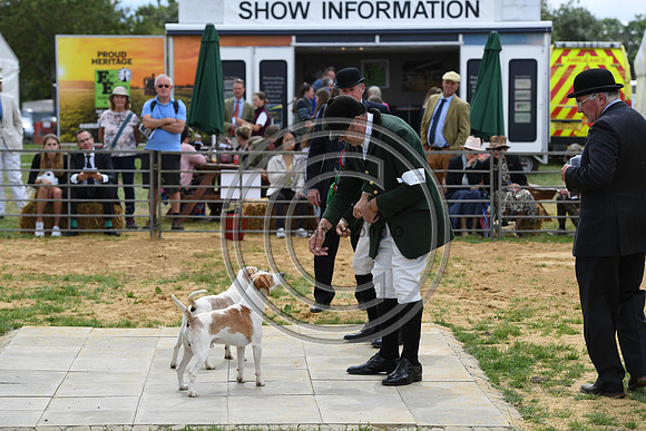 Class08_Beagles_FofH_PN23_79657