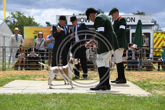 Class08_Beagles_FofH_PN23_79665