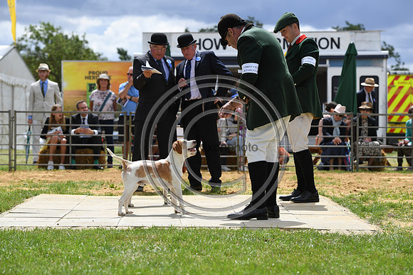 Class08_Beagles_FofH_PN23_79667