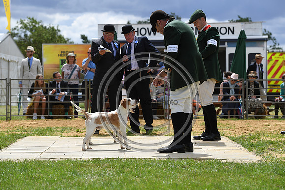Class08_Beagles_FofH_PN23_79669