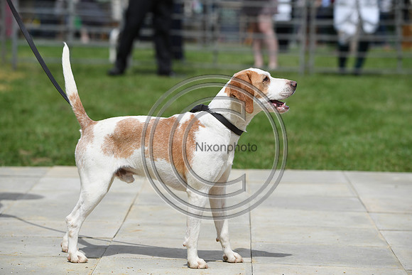 Class08_Beagles_FofH_PN23_79679