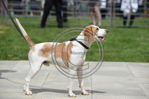 Class08_Beagles_FofH_PN23_79680