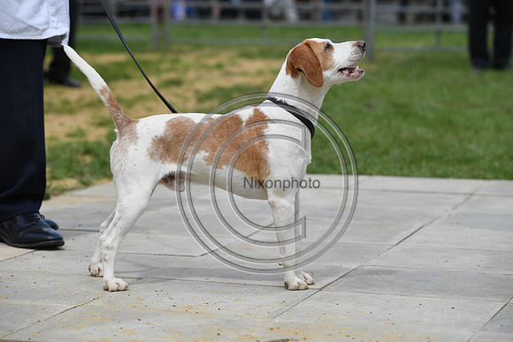 Class08_Beagles_FofH_PN23_79687