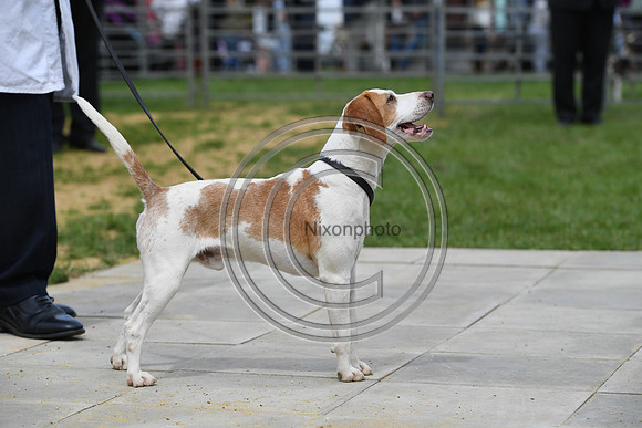 Class08_Beagles_FofH_PN23_79690
