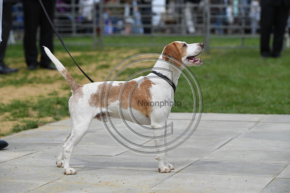 Class08_Beagles_FofH_PN23_79695