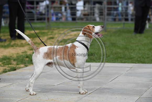 Class08_Beagles_FofH_PN23_79698