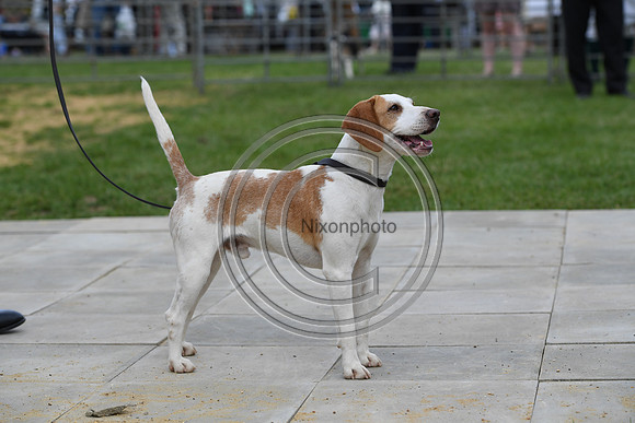 Class08_Beagles_FofH_PN23_79710