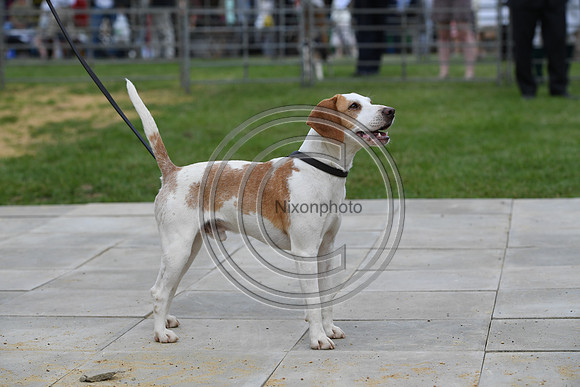 Class08_Beagles_FofH_PN23_79712